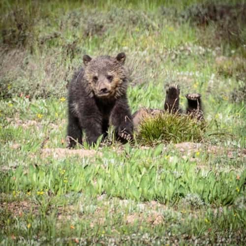 Grand Tetons national park