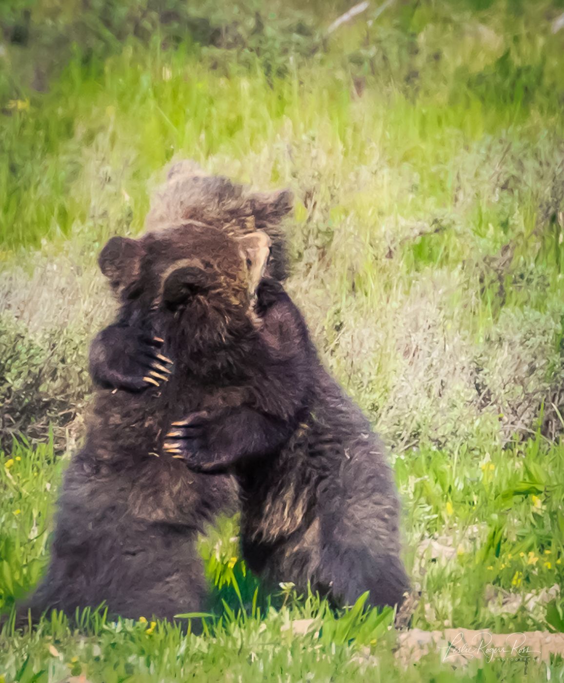Grand Tetons national park, USA