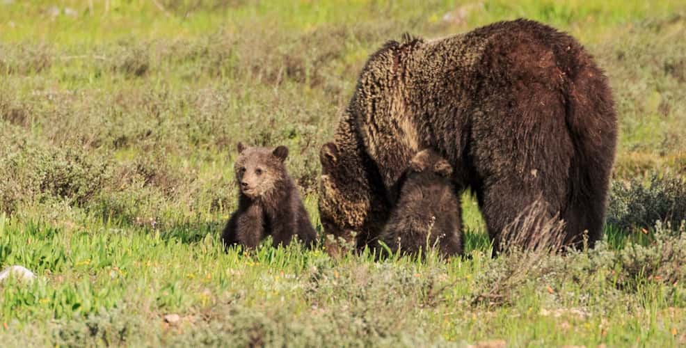 Grand Tetons national park
