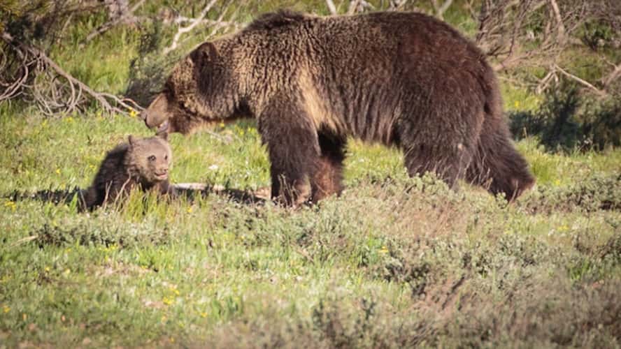 Grand Tetons national park