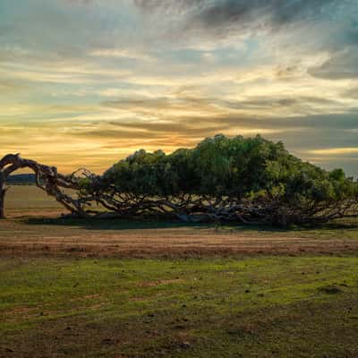 Greenough, Australia