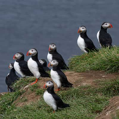 Grimsey Island - Arctic Circle, Iceland