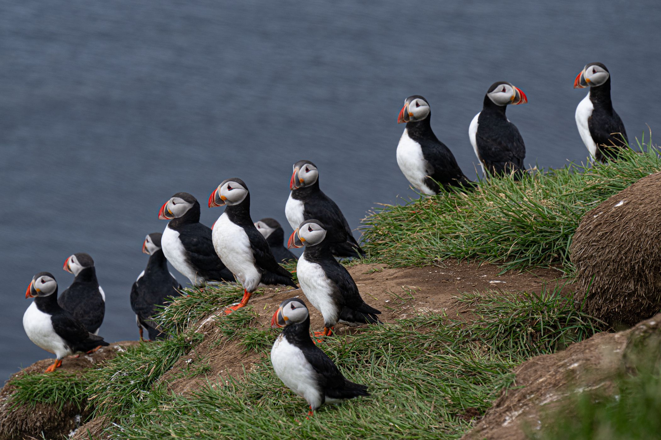 Grimsey Island - Arctic Circle, Iceland