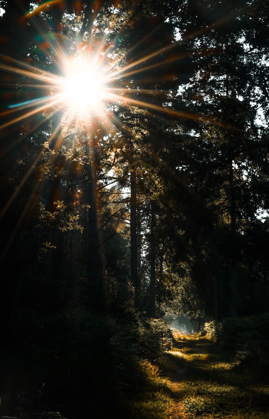Hay Wood, United Kingdom
