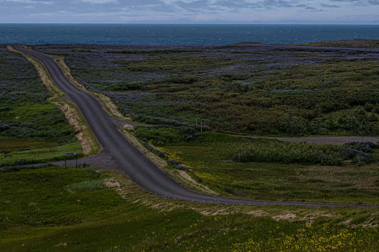 Ingjaldshólskirkja 'in the middle' of Lupine splendour