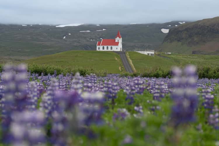 Ingjaldshólskirkja 'in the middle' of Lupine splendour