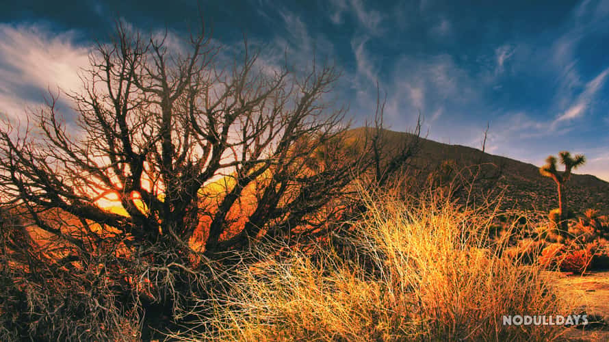Joshua Tree National Park