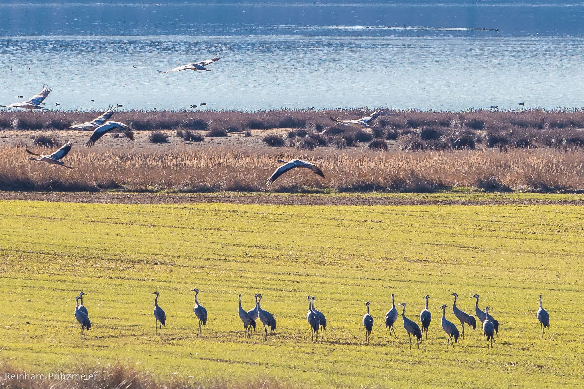 Laguna de Gallocanta, Spain