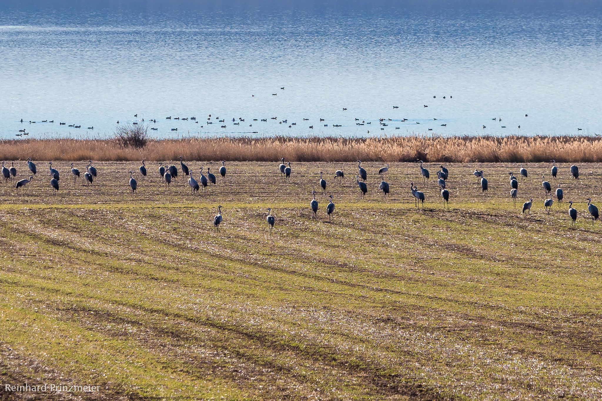 Laguna de Gallocanta, Spain