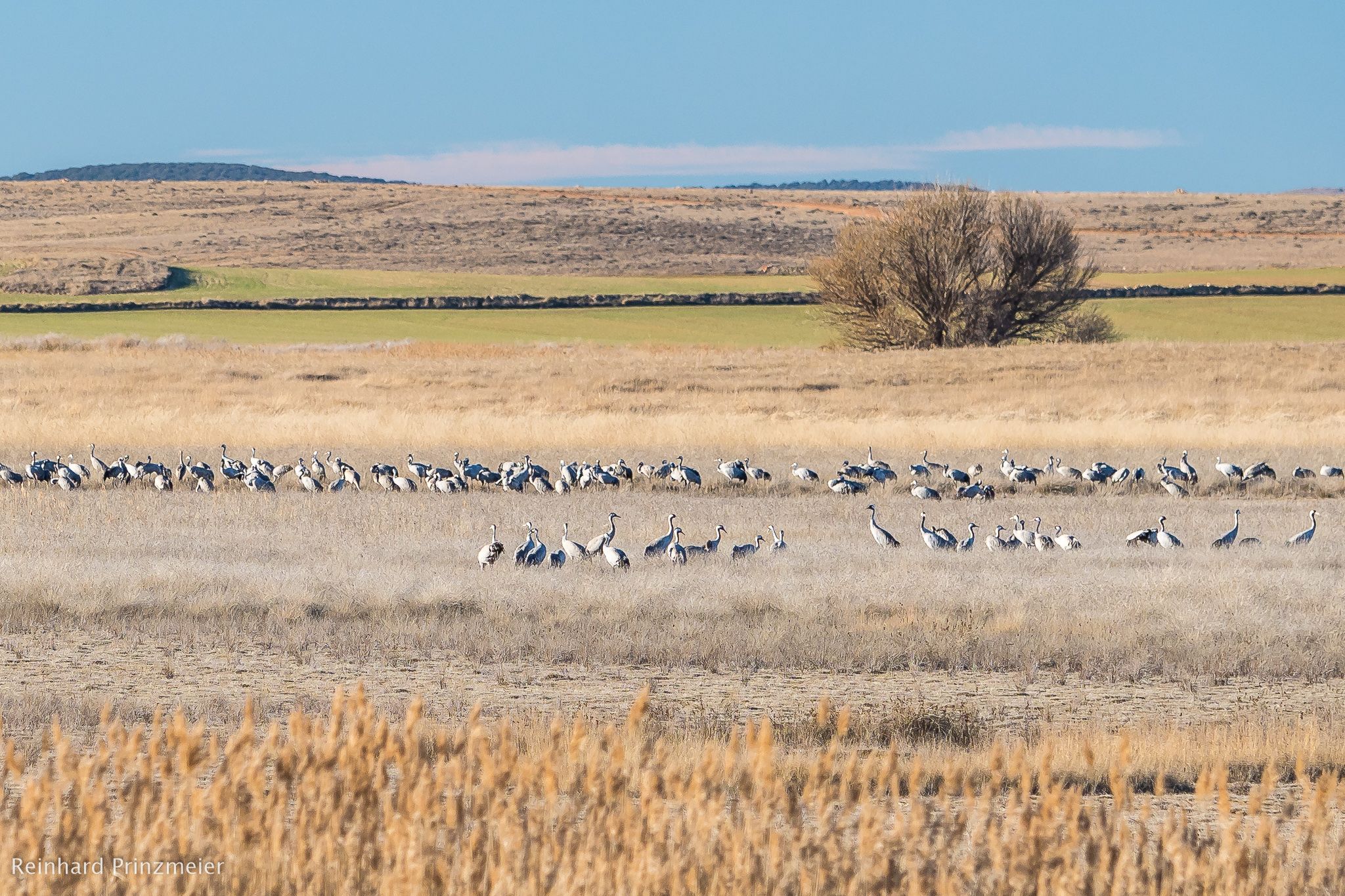 Laguna de Gallocanta, Spain