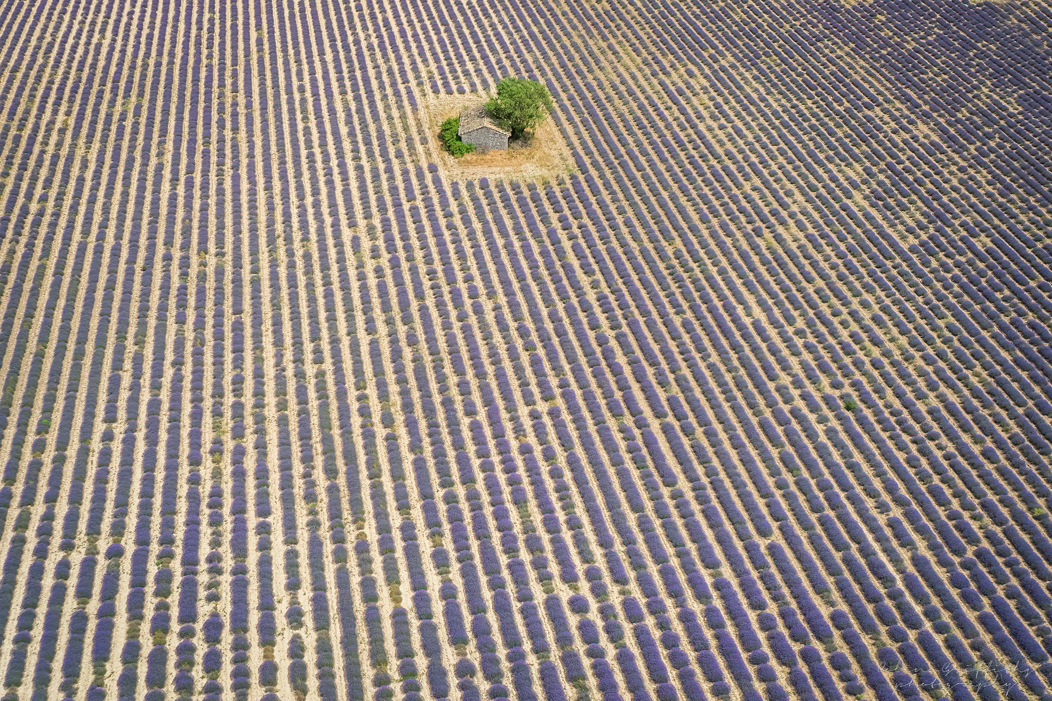 Lavender field, Sault, France