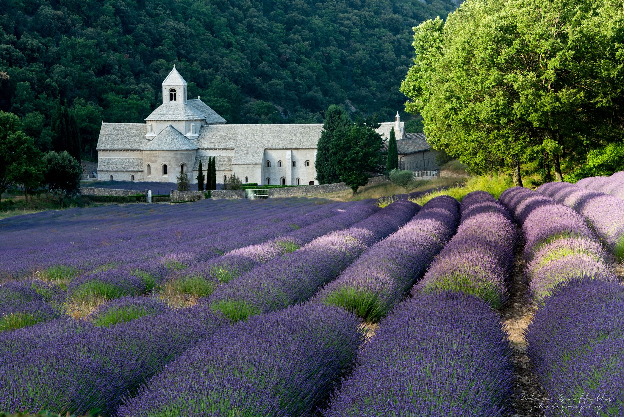 Lavender blossom at Notre-Dame de Sénanque, France
