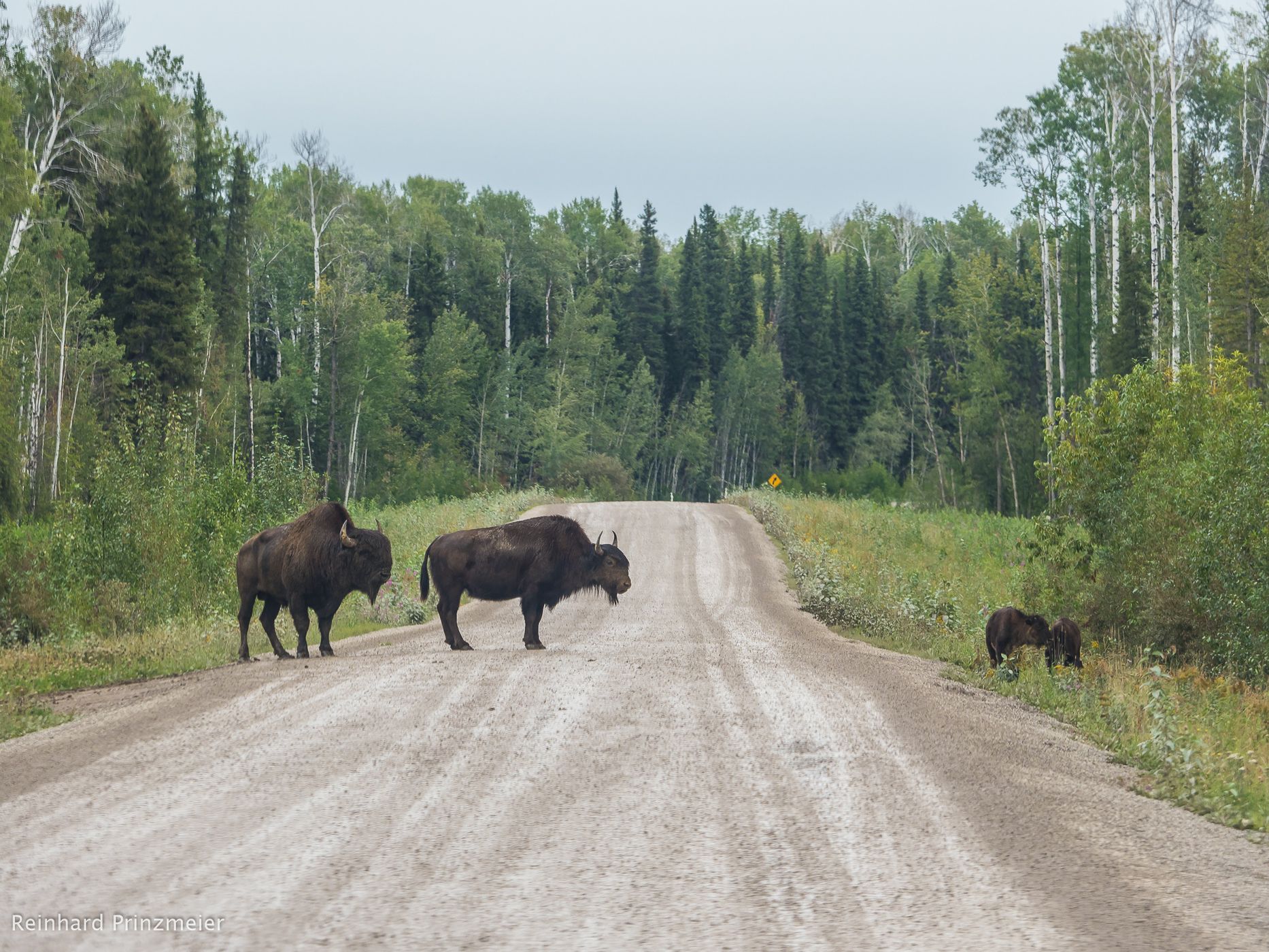 Liard Trail near Fort Liard, Canada