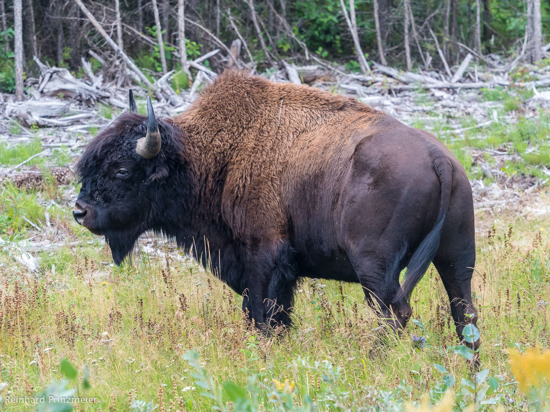 Liard Trail near Fort Liard, Canada