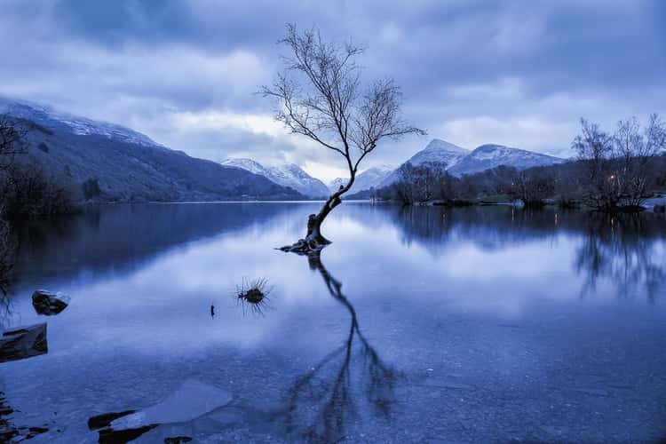 Lonely Tree Llanberis