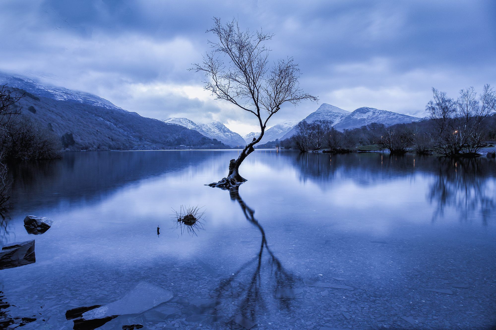 Lonely Tree Llanberis, United Kingdom