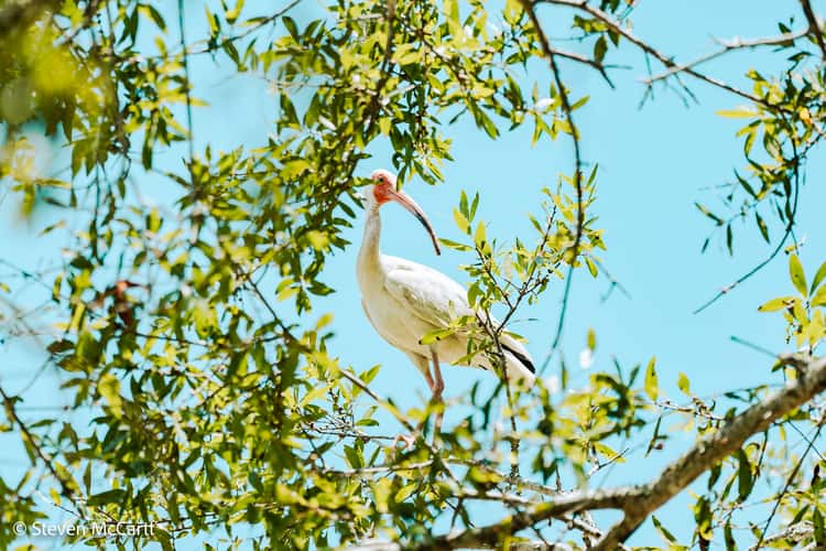 Pinckney Island National Wildlife Refuge