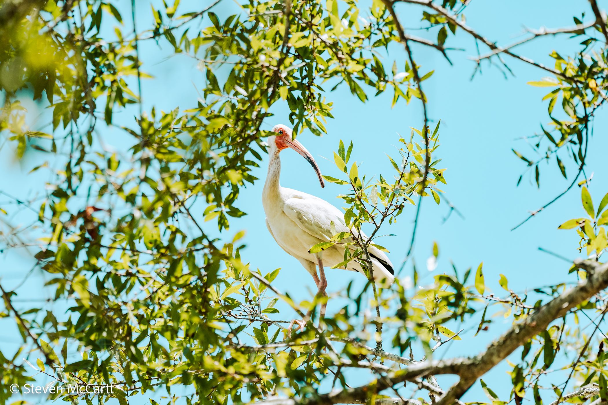 Pinckney Island National Wildlife Refuge, USA