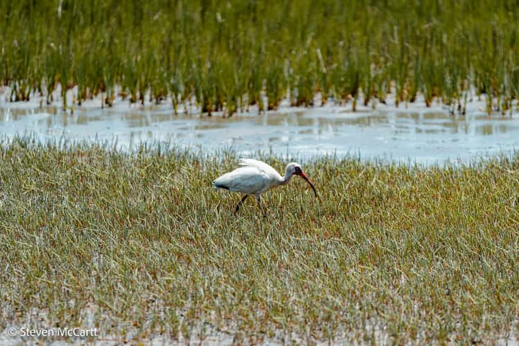 Pinckney Island National Wildlife Refuge