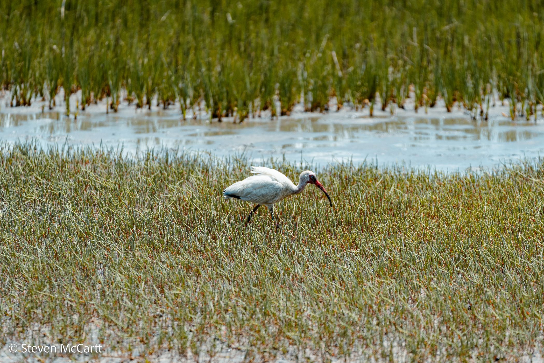 Pinckney Island National Wildlife Refuge, USA