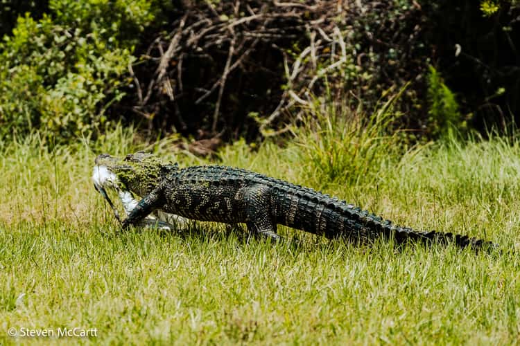 Pinckney Island National Wildlife Refuge