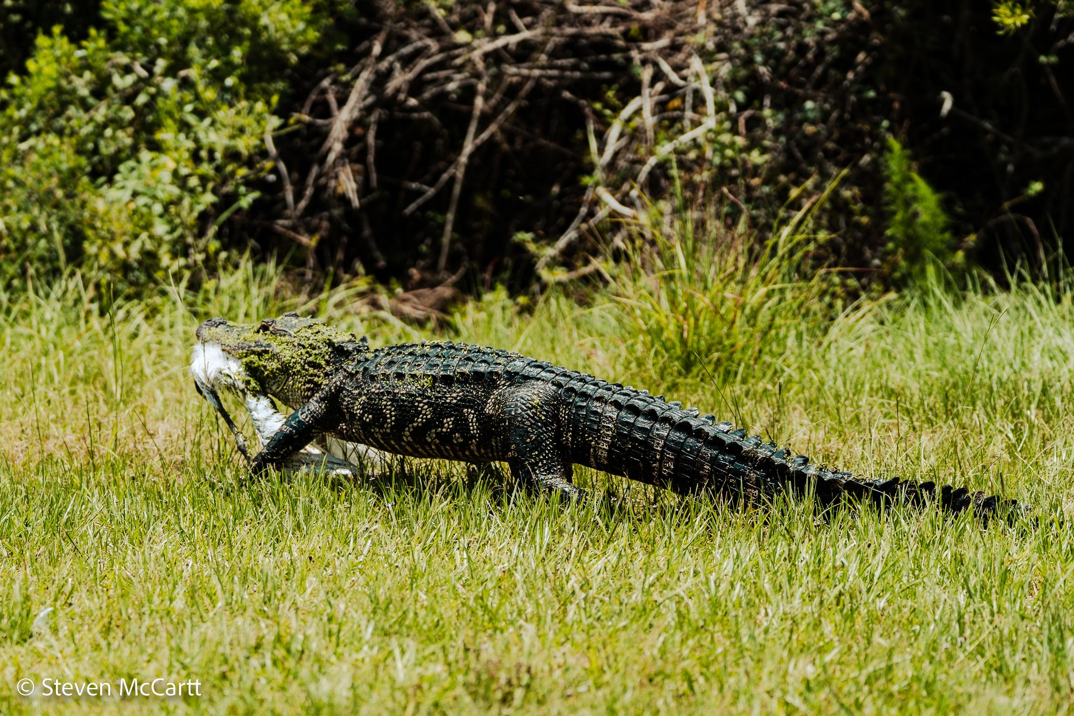 Pinckney Island National Wildlife Refuge, USA