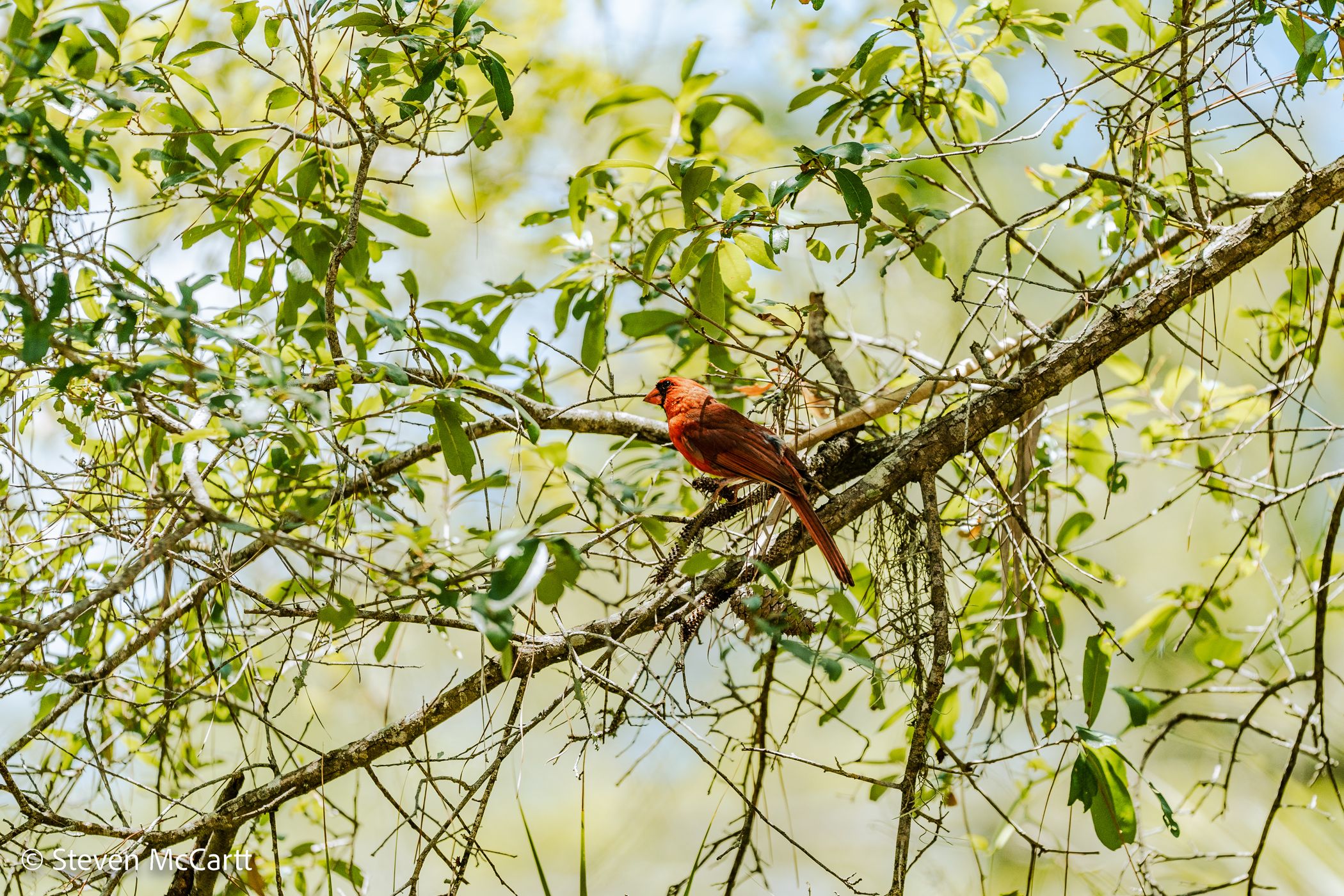 Pinckney Island National Wildlife Refuge, USA
