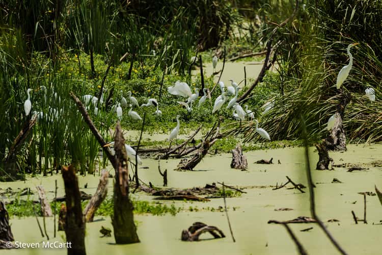 Pinckney Island National Wildlife Refuge