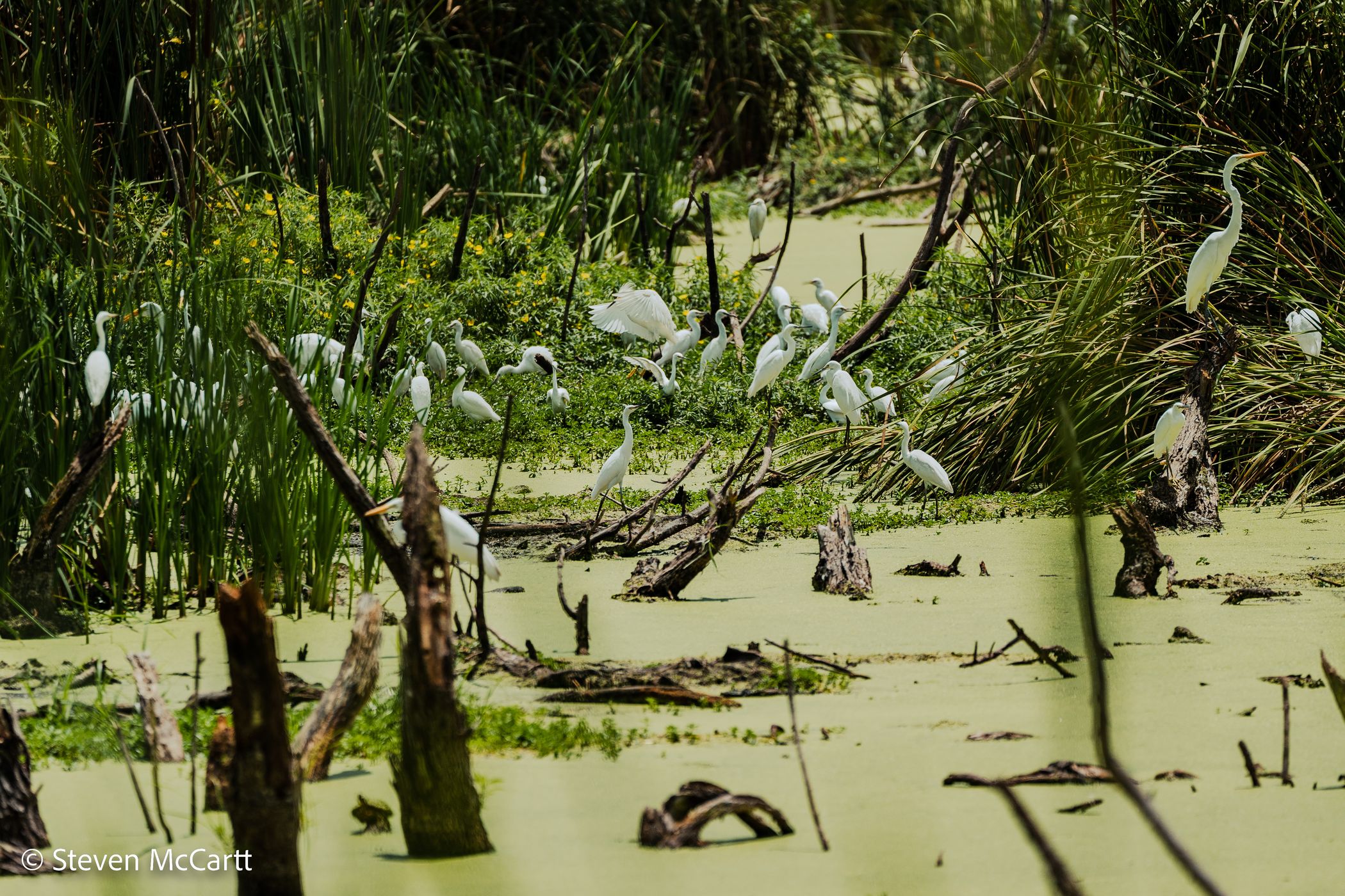 Pinckney Island National Wildlife Refuge, USA