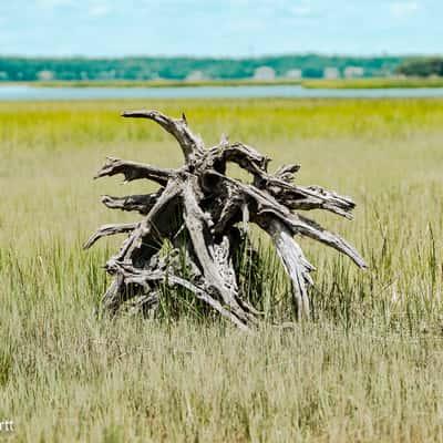 Pinckney Island National Wildlife Refuge, USA