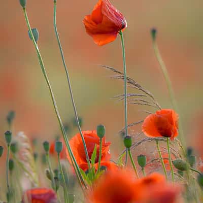 Poppy fields, Germany