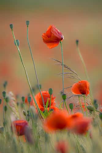 Poppy fields
