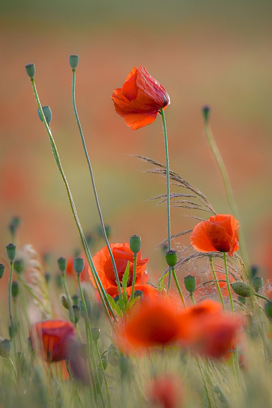 Poppy fields, Germany