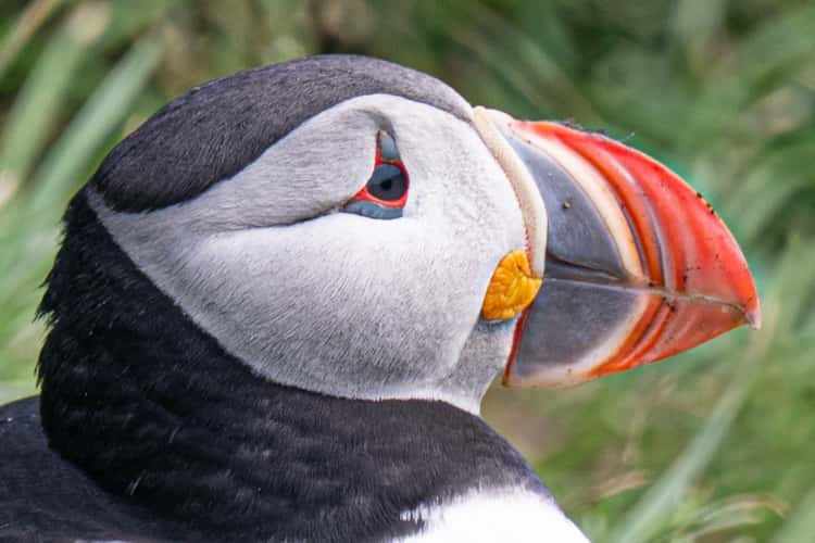 Puffin rock