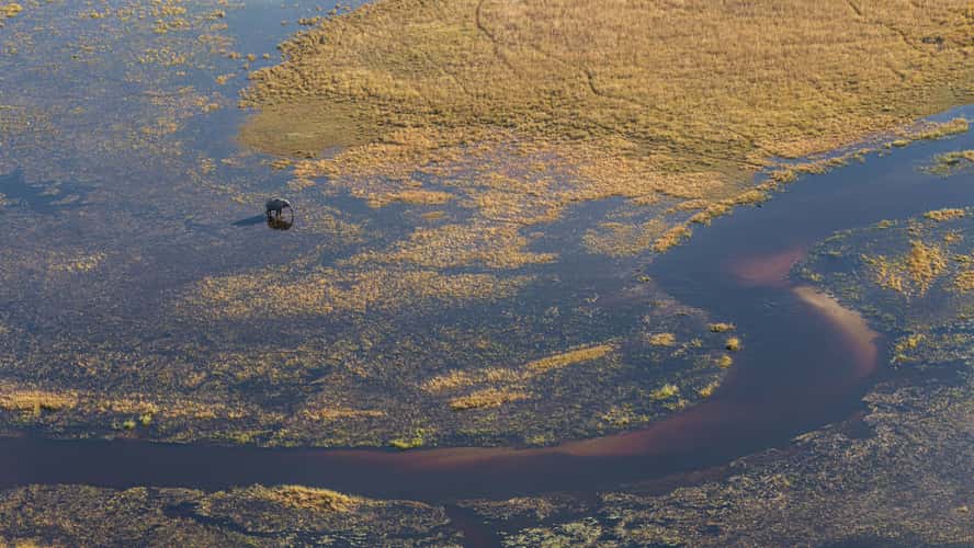 Solitary elephant in the pools