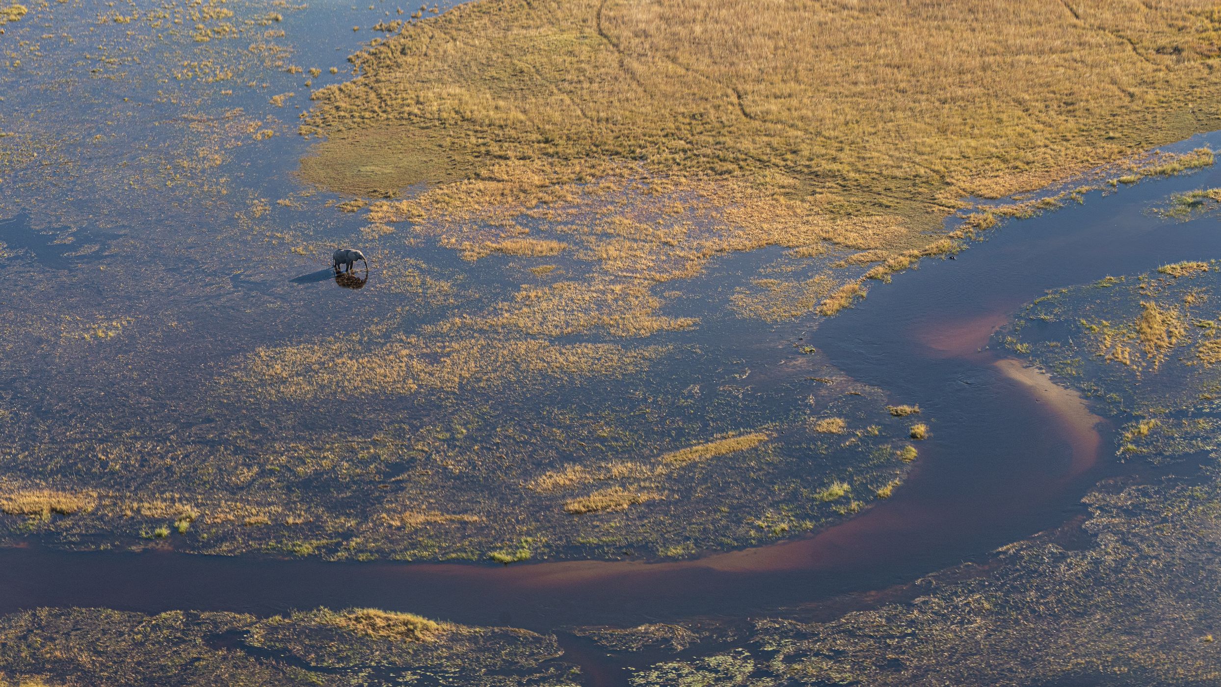 Solitary elephant in the pools, Botswana