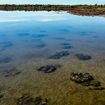 Stromatolites Lake Thetis, Cervantes, Western Australia, Australia