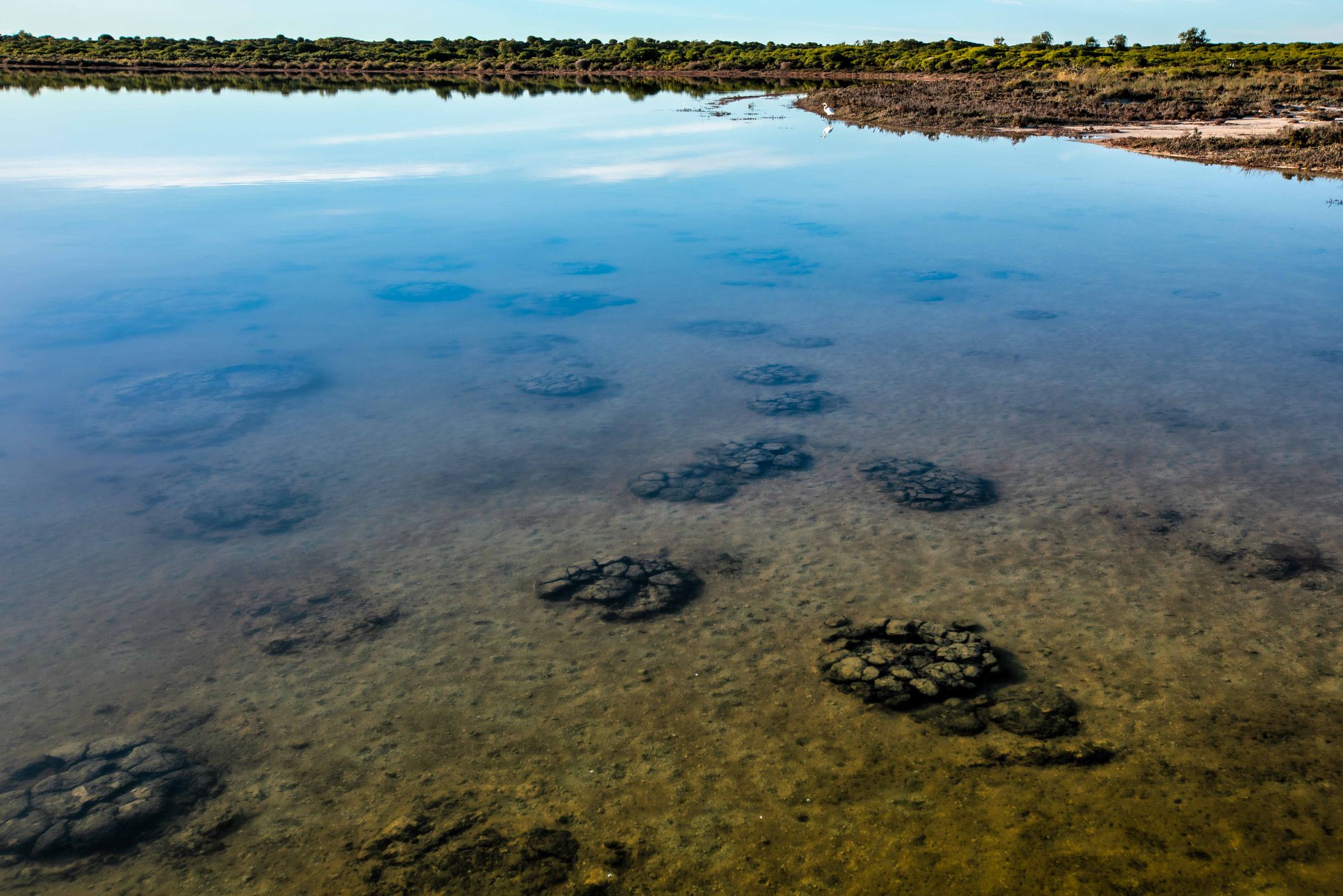 Stromatolites Lake Thetis, Cervantes, Western Australia, Australia