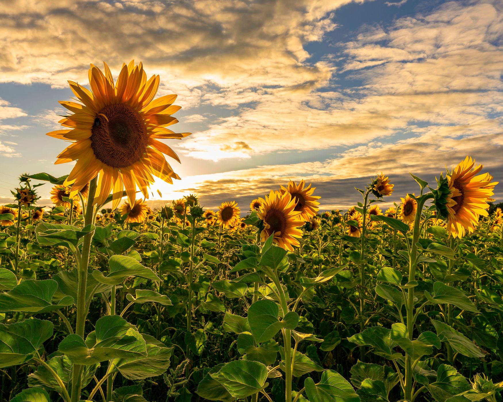 Sunflower fild Durmersheim, Germany