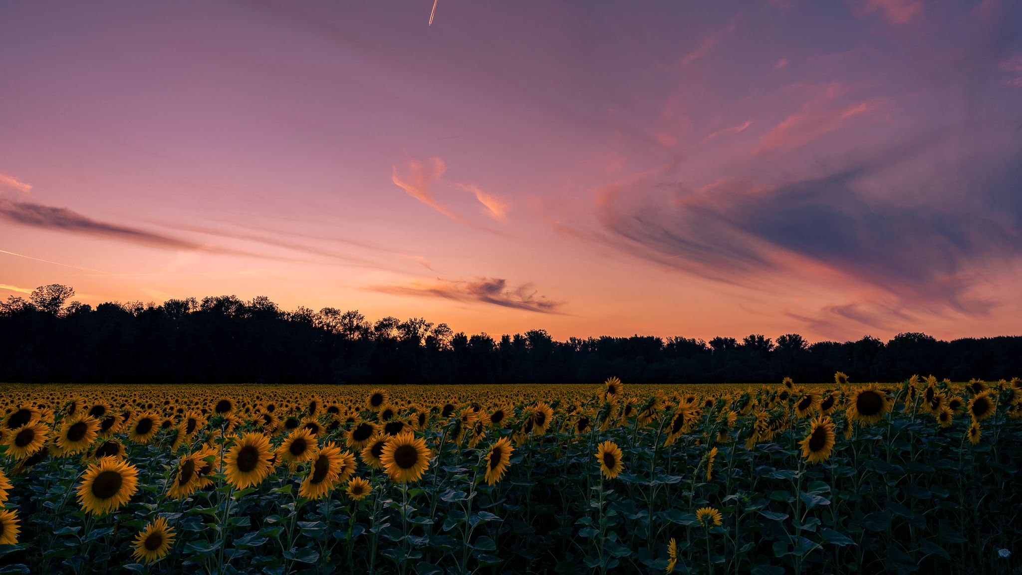 Sunflowerfild at Weingarten, Germany
