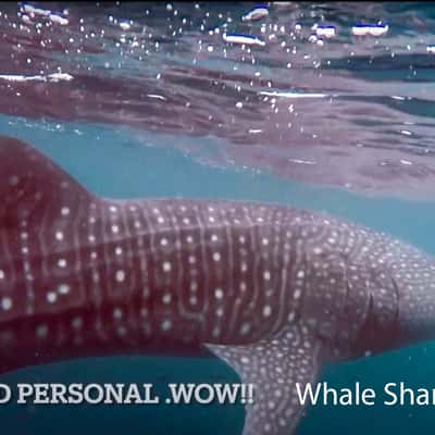 swimming with the Whale Sharks Ningaloo Reef, WA, Australia