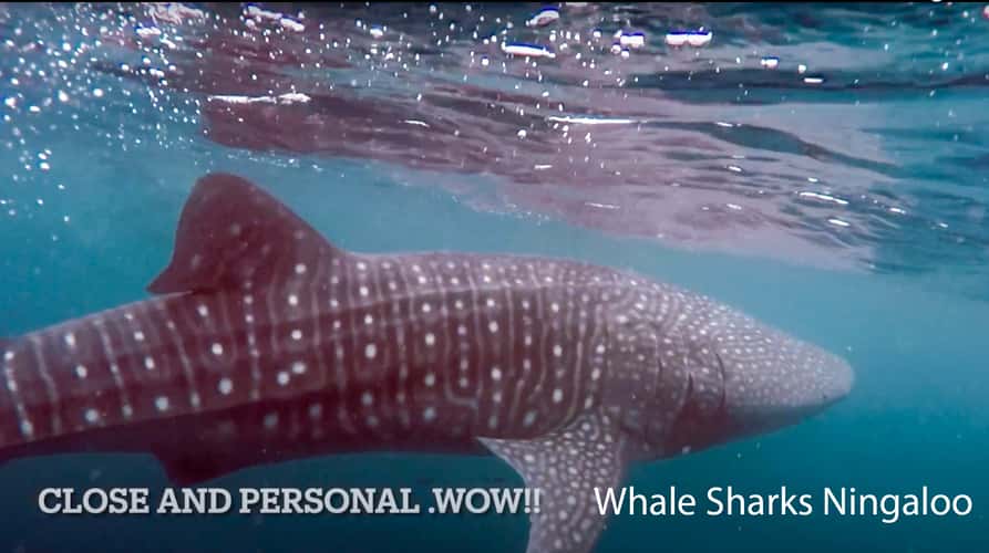 swimming with the Whale Sharks Ningaloo Reef, WA