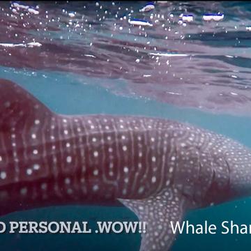 swimming with the Whale Sharks Ningaloo Reef, WA, Australia