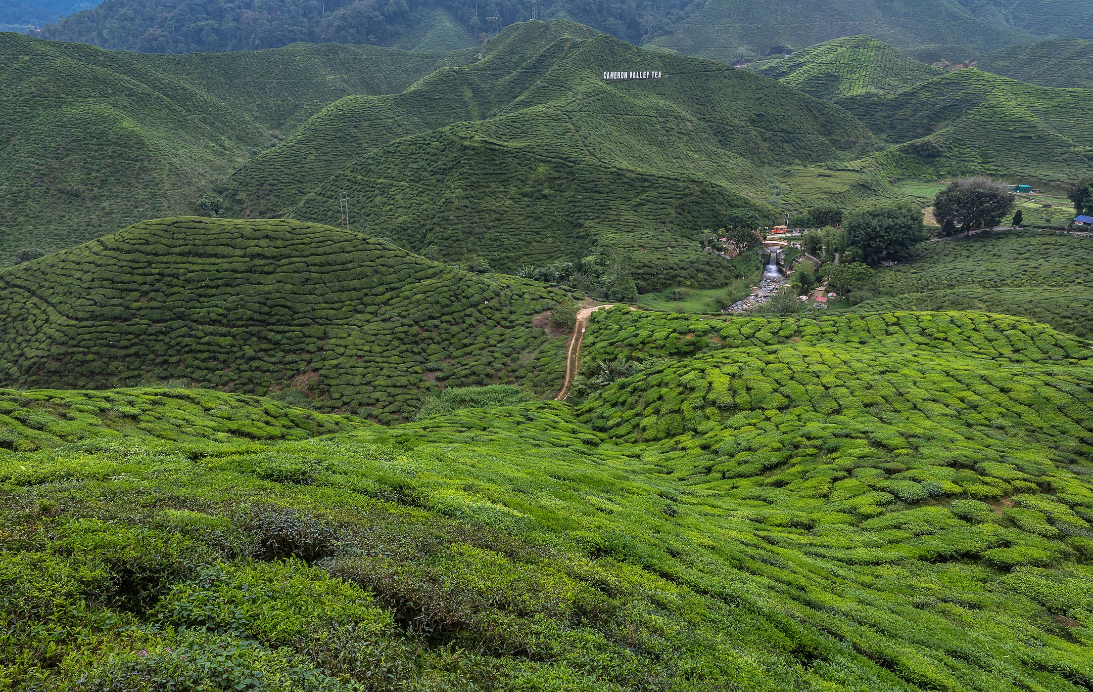 Tea plantations in the Cameron Highlands, Malaysia
