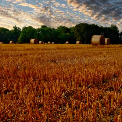 Wheat field in Fagarè della Battaglia, Italy