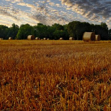Wheat field in Fagarè della Battaglia, Italy