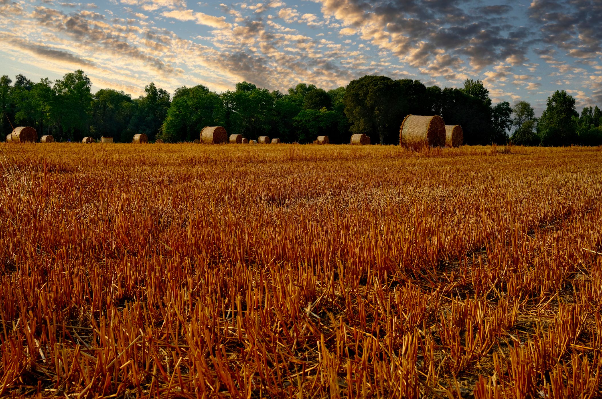 Wheat field in Fagarè della Battaglia, Italy