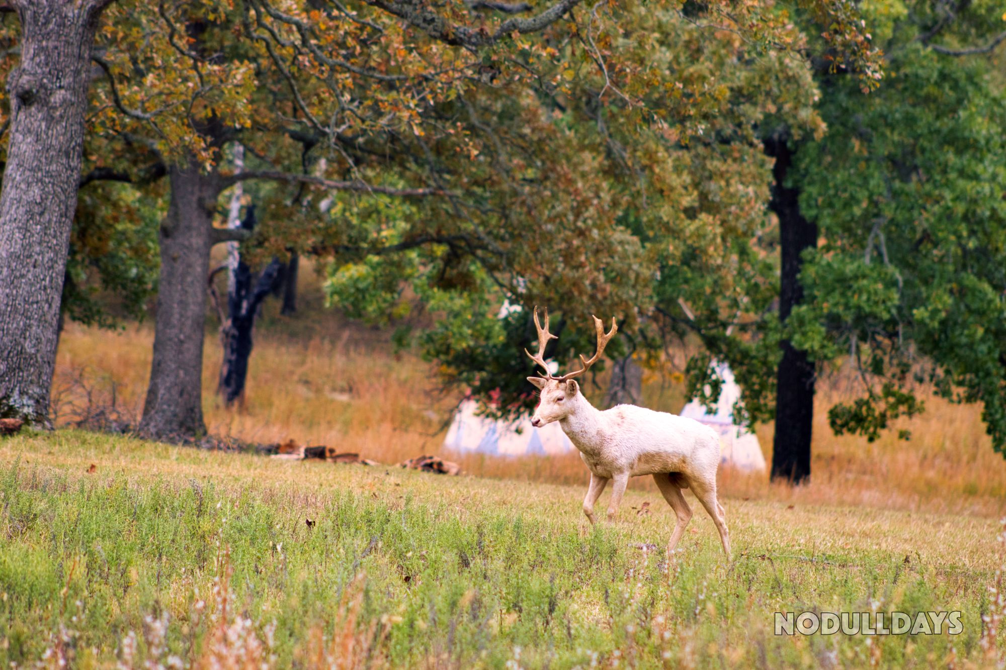 Woolaroc Wildlife Preserve, USA