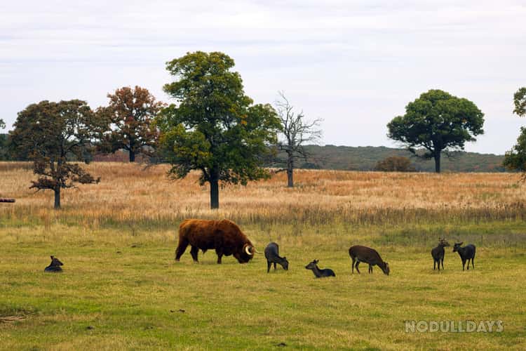 Woolaroc Wildlife Preserve