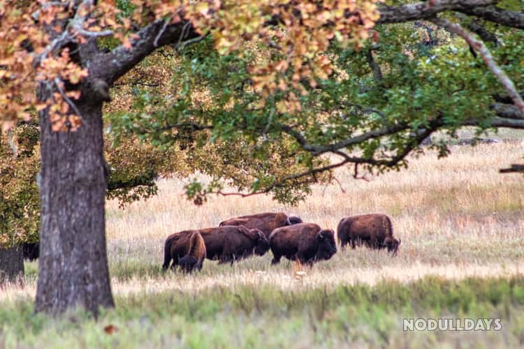 Woolaroc Wildlife Preserve